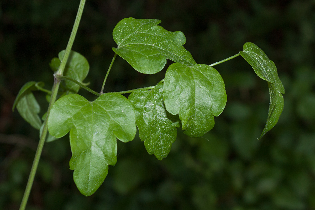 Image of Clematis vitalba specimen.