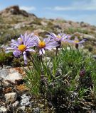 Rhinactinidia eremophila subspecies tuvinica