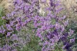 Limonium myrianthum. Часть соцветия. Казахстан, Кызыл-Ординская обл., г. Байконур, левый берег р. Сырдарья в р-не понтонной переправы, пойма. 12.08.2009.