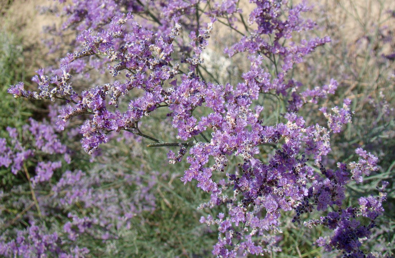 Изображение особи Limonium myrianthum.