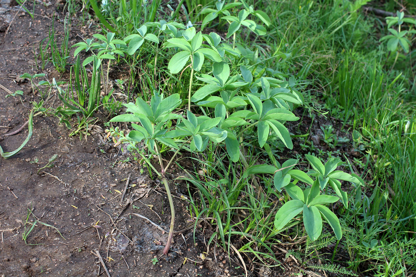 Изображение особи Gymnospermium alberti.