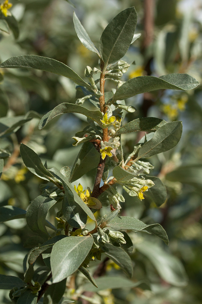 Image of Elaeagnus commutata specimen.