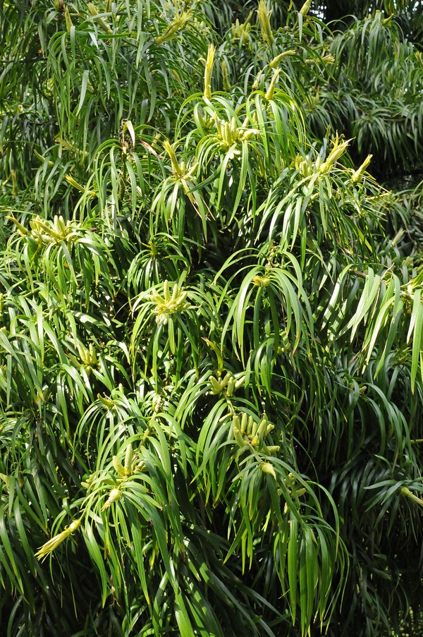 Image of Podocarpus henkelii specimen.