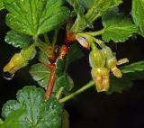 Grossularia uva-crispa. Побег с начавшими развитие плодами. Московская обл., Раменский р-н, окр. дер. Хрипань, садовый участок. 16.05.2015.
