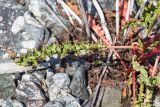 Rumex pseudonatronatus