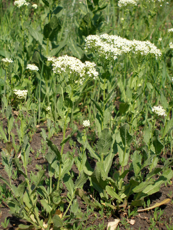 Image of Cardaria draba specimen.