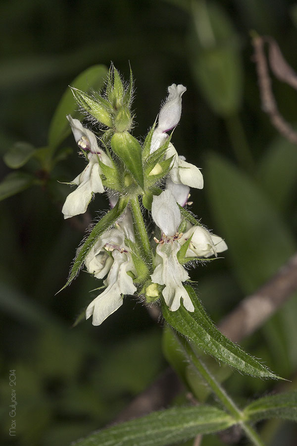 Image of Stachys atherocalyx specimen.