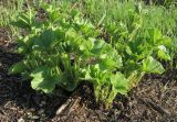 Malva thuringiaca