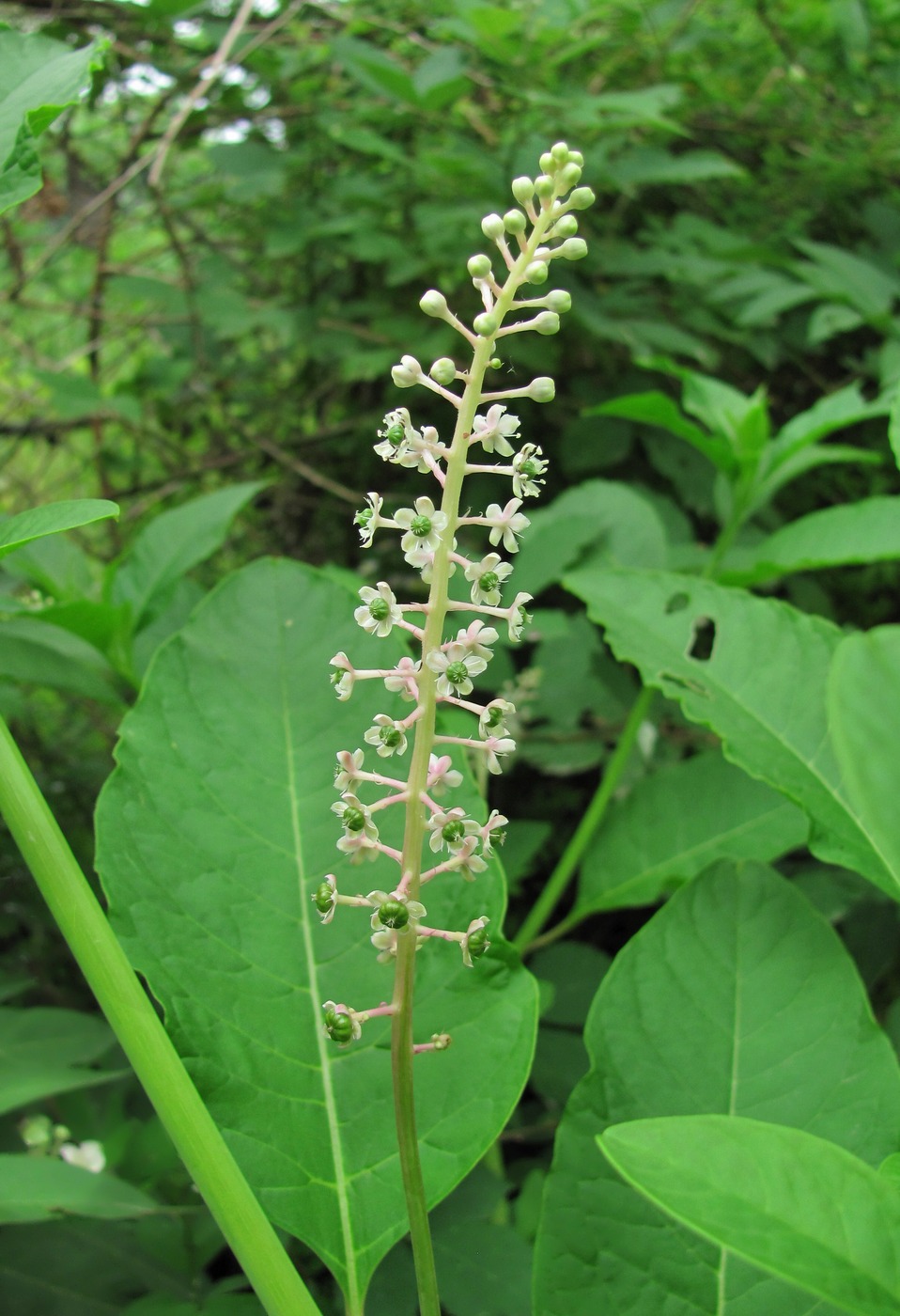 Image of Phytolacca americana specimen.