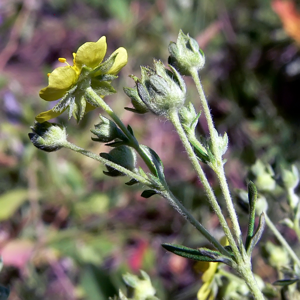 Изображение особи Potentilla argentea.