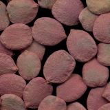 Viburnum opulus. Семена. Курская обл, г. Железногорск, р. Погарщина, ур. Устье-Воронка. 6 декабря 2009 г.