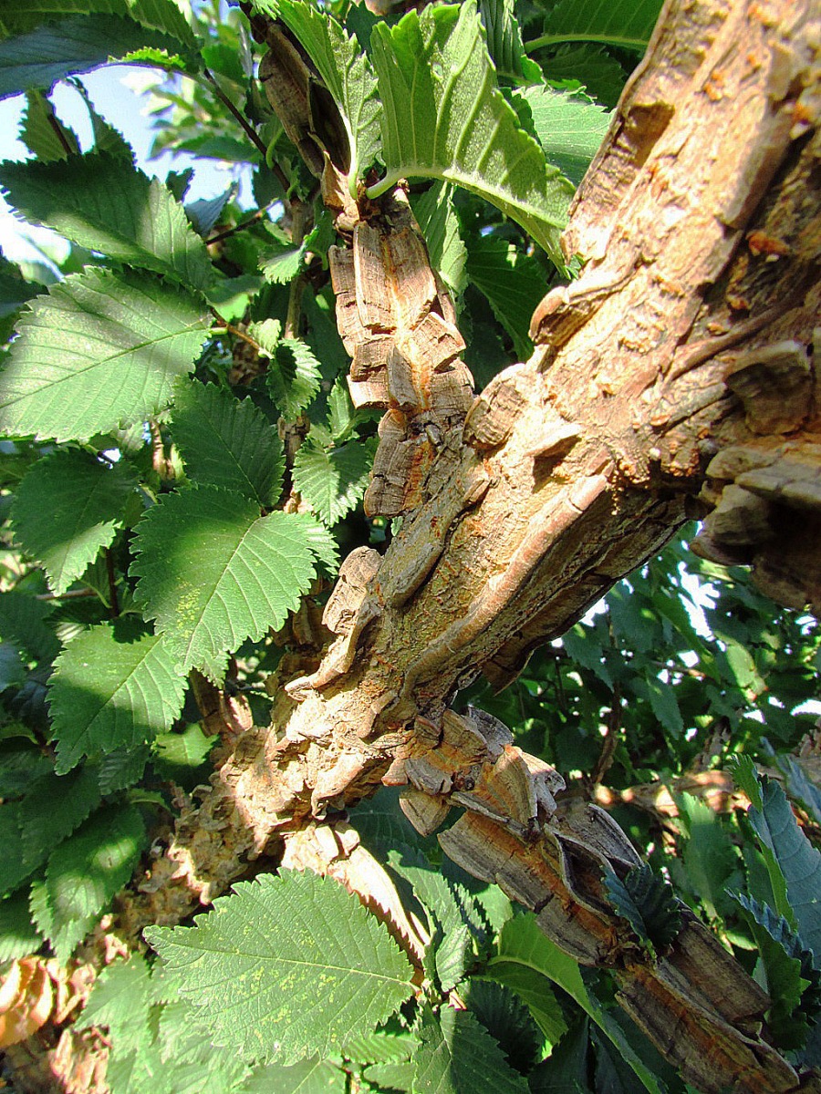 Image of Ulmus minor specimen.