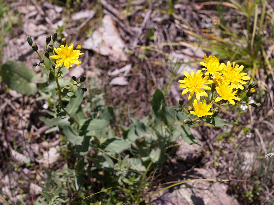 Изображение особи Hieracium virosum.