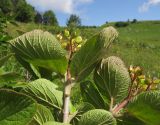 Viburnum lantana. Верхушки веток с незрелыми плодами (листья с обратной стороны). Адыгея, Кавказский биосферный заповедник, хр. Каменное Море, выс. ≈ 2000 м н.у.м., на верхней границе леса. 19.07.2015.