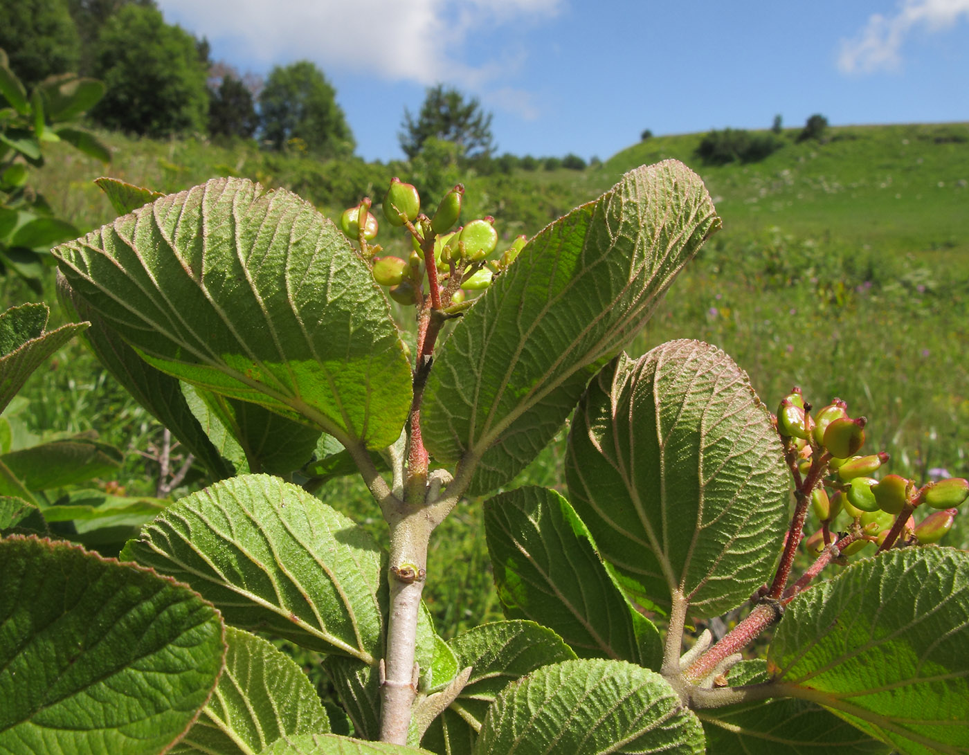 Image of Viburnum lantana specimen.