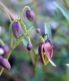 Clematis orientalis