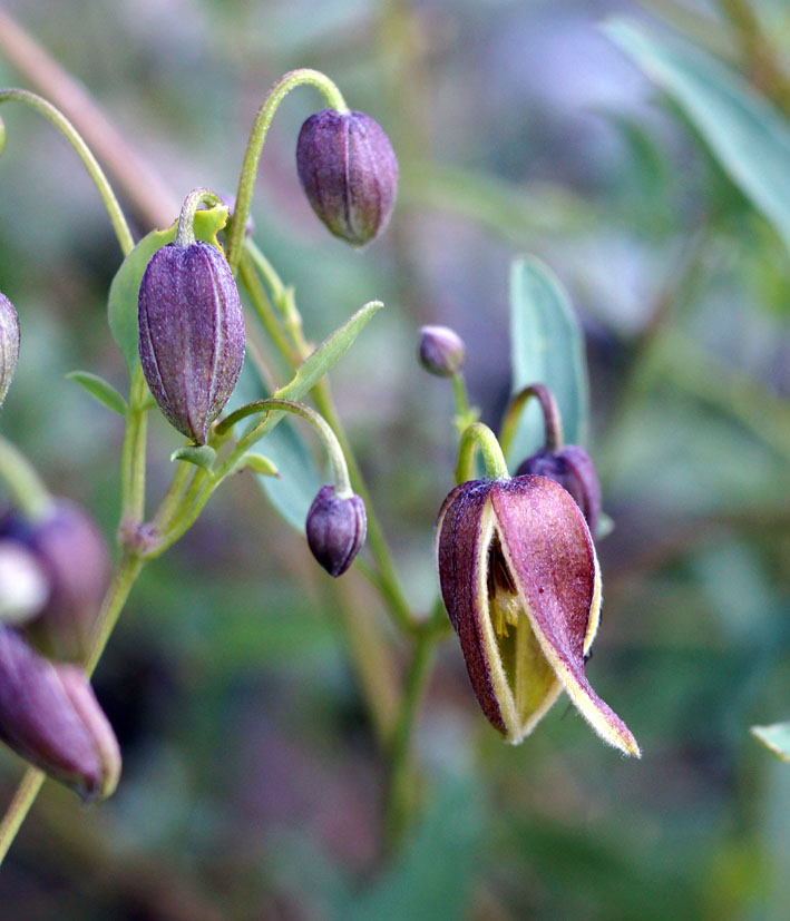 Image of Clematis orientalis specimen.