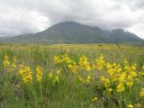 Hypericum elongatum