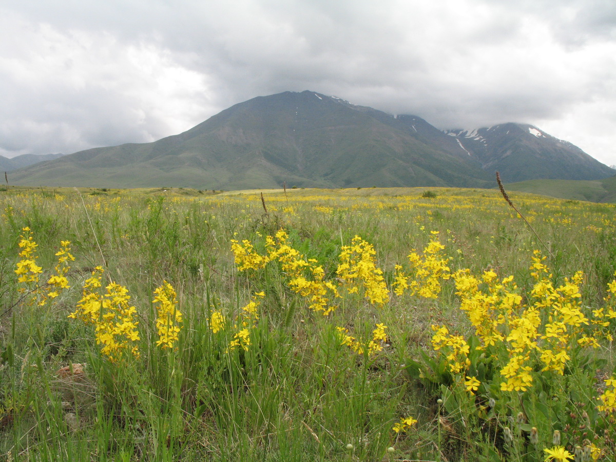 Изображение особи Hypericum elongatum.