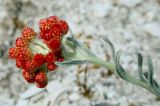 Helichrysum tenderiense. Верхушка побега с распускающимися соцветиями. Украина, Херсонская обл., Голопристанский р-н, Черноморский биосферный заповедник, о-в Тендровская Коса. 25 мая 2007 г.