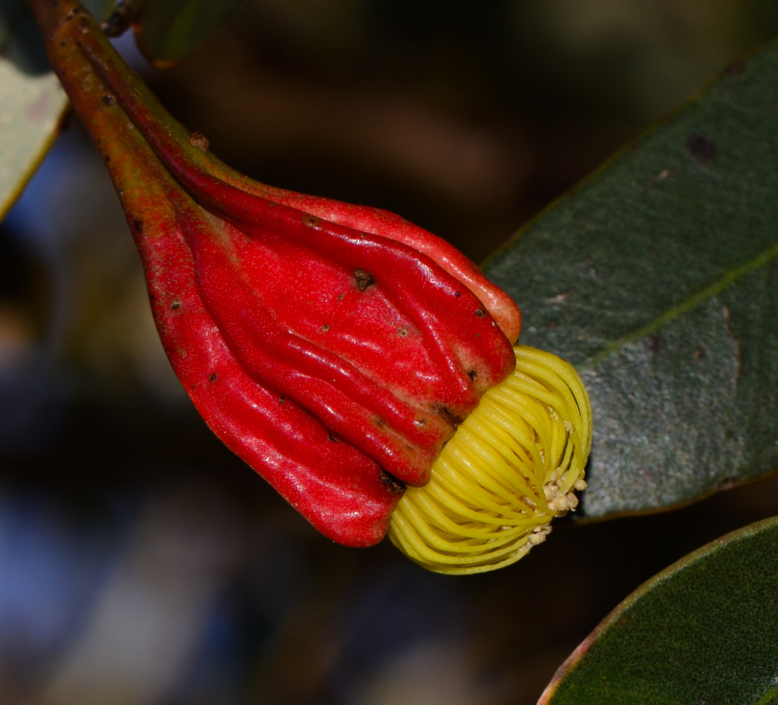 Image of Eucalyptus forrestiana specimen.