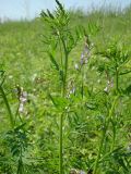 Astragalus sulcatus