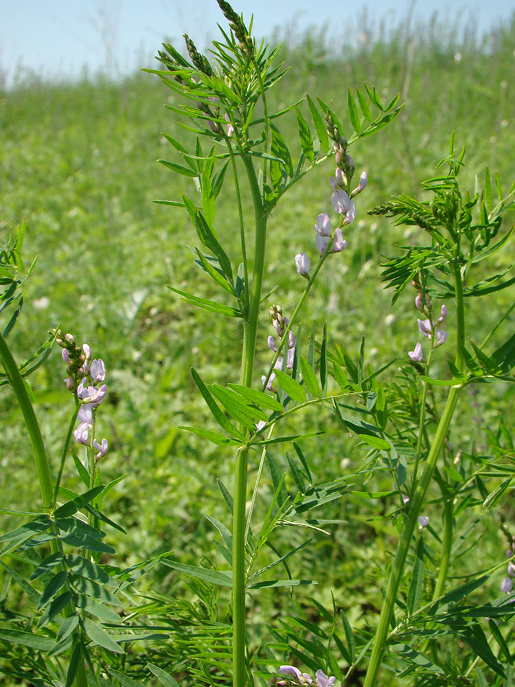 Image of Astragalus sulcatus specimen.