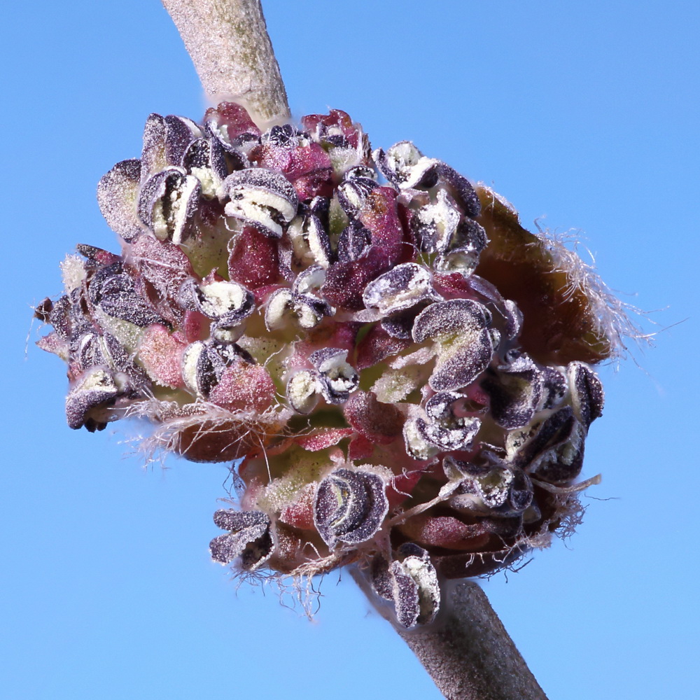 Image of Ulmus pumila specimen.
