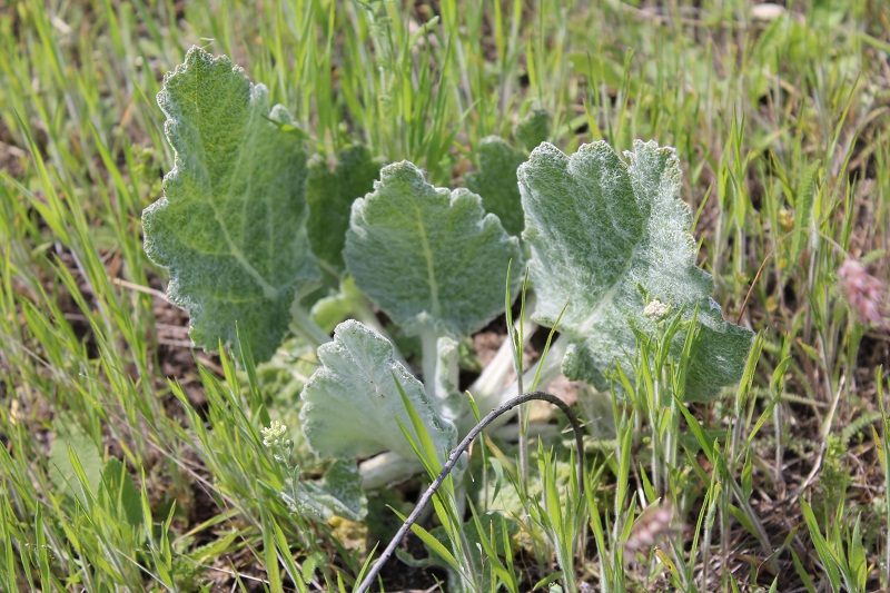 Image of Salvia aethiopis specimen.