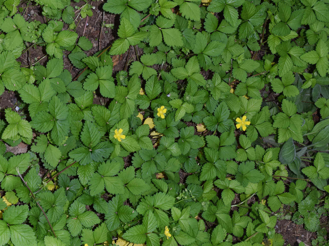 Изображение особи Duchesnea indica.
