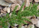 Artemisia littoricola