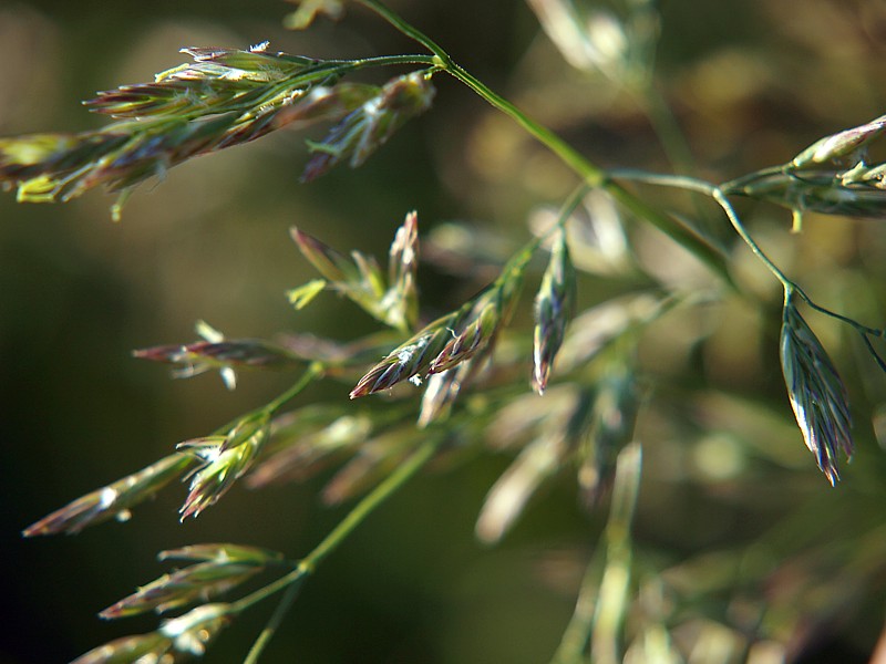 Изображение особи Festuca rubra.