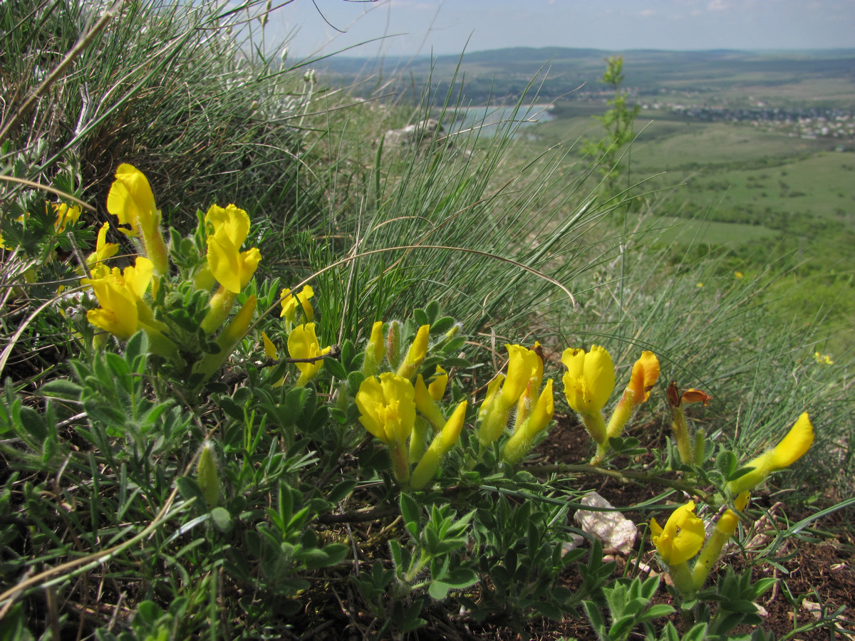 Image of Chamaecytisus polytrichus specimen.