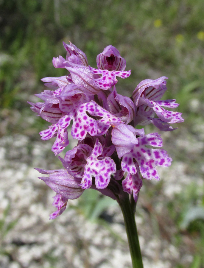 Image of Neotinea tridentata specimen.