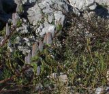 Salix caucasica. Цветущий кустарник. Западный Кавказ, северный склон г. Оштен. 09.07.2008.