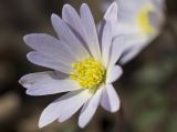 Anemone blanda. Цветок. Греция, Пелопоннес, окр. пос. Фолой; лес в горах. 20.03.2015.