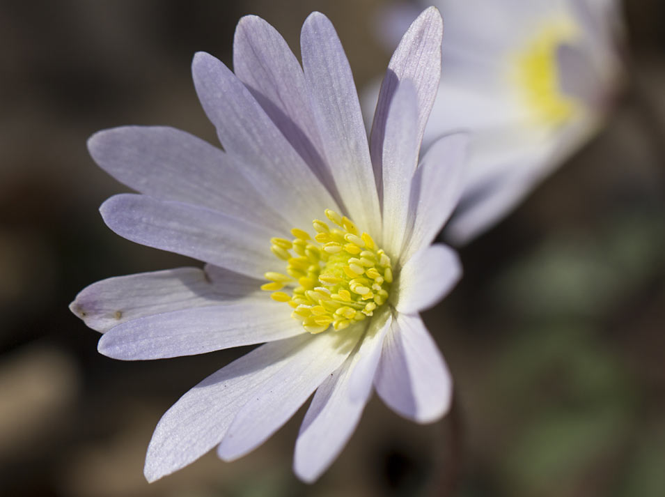 Изображение особи Anemone blanda.