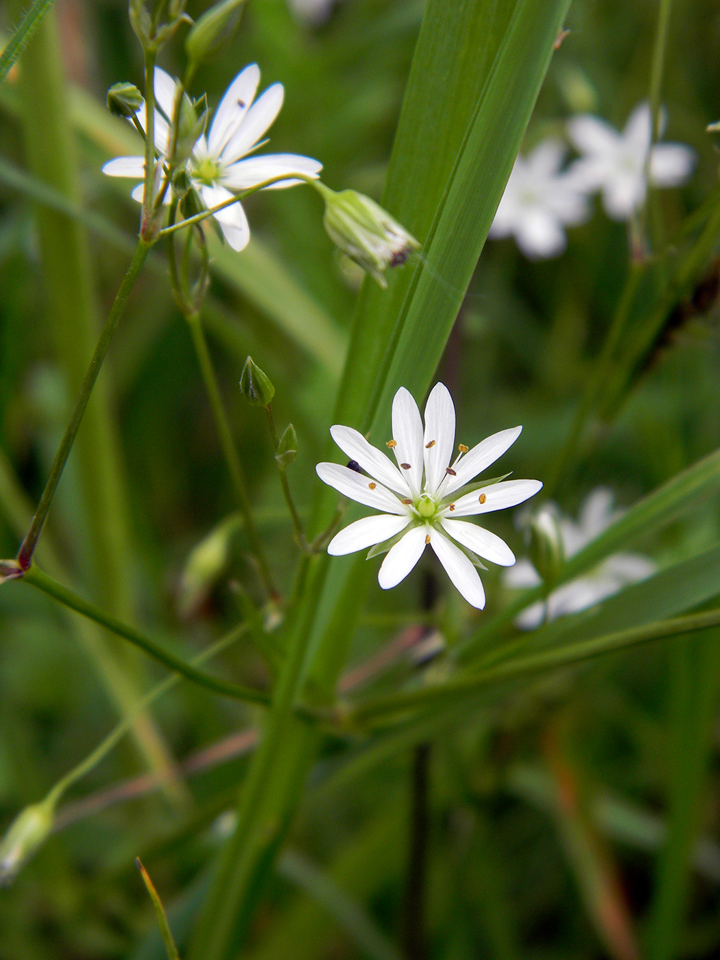 Изображение особи род Stellaria.