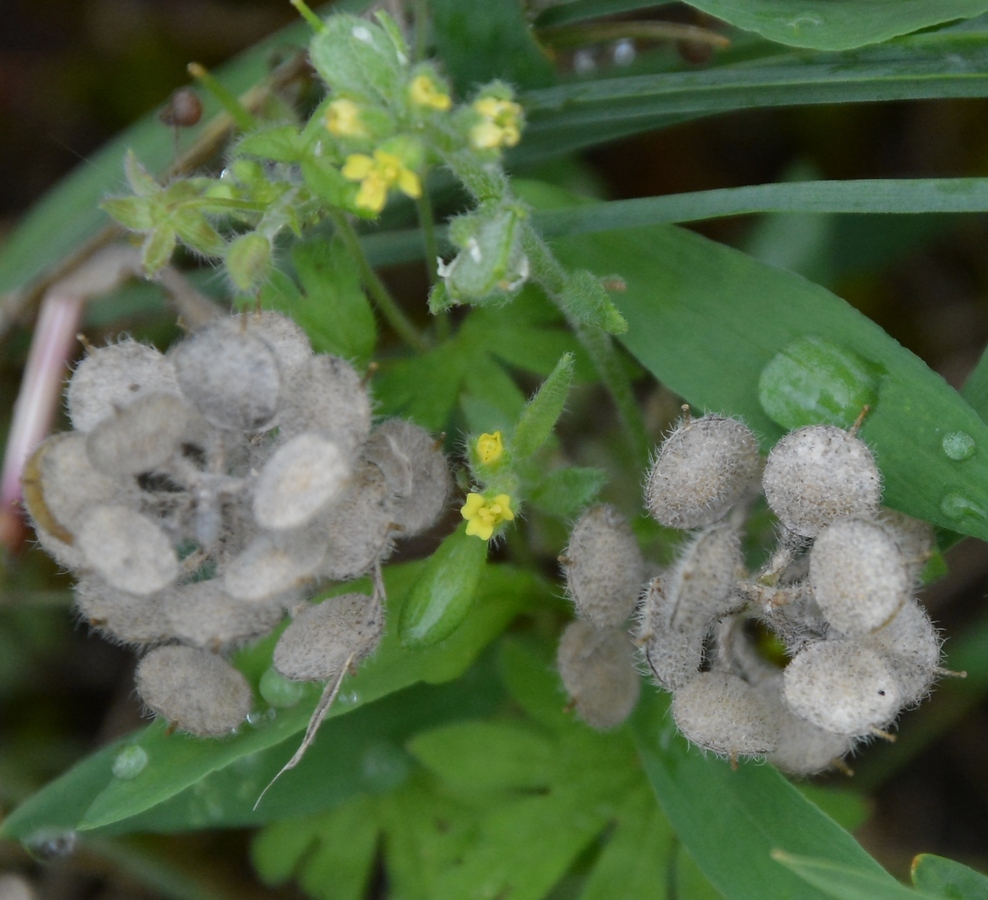 Image of genus Alyssum specimen.