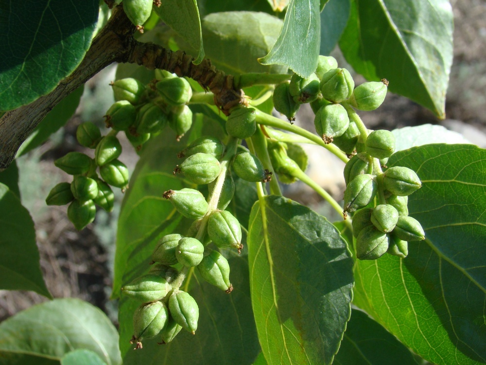 Image of Populus talassica specimen.