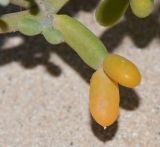 Tetraena fontanesii