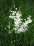 Filipendula vulgaris. Соцветие. Украина, Черкасская обл., Маньковский р-н, с. Буки, Букский каньон, остепнённый луговой склон. 11.06.2016.