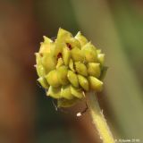 Ranunculus polyanthemos. Плод-многоорешек. Ростовская обл., Неклиновский р-н, Самбекское с/п, дол. р. Сухой Самбек, на лугу. 27.06.2016.