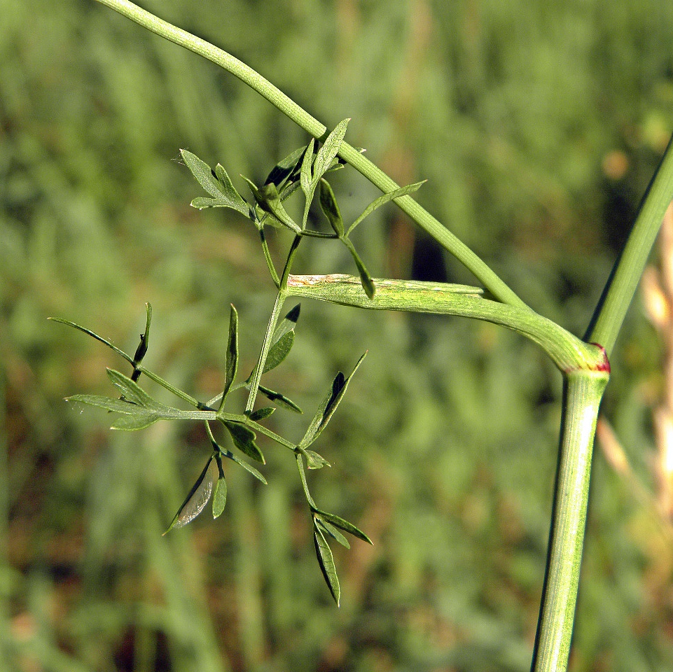 Image of Peucedanum oreoselinum specimen.