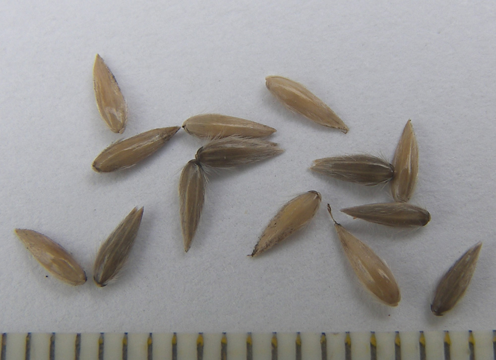 Image of Phalaroides arundinacea specimen.