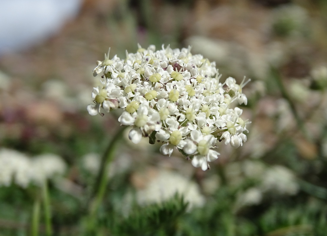 Изображение особи Stenocoelium athamantoides.