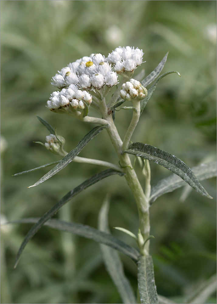Image of Anaphalis margaritacea specimen.