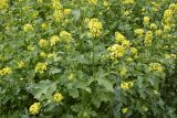 Sinapis alba. Цветущие растения с примесью видов рапса и капусты (Brassica napus и Brassica juncea). Московская обл., Красногорский р-н, Лохин остров. 28.06.2016.