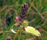 Prunella vulgaris