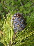 Pinus sibirica. Верхушка ветви с шишкой. Ямало-Ненецкий АО, г. Надым, сухой сосново-лиственичный лес на северной окраине города. 11 июля 2012 г.